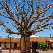 Tree on the main square of San Ignacio